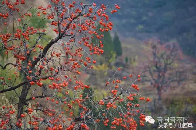 柿子冷落寒风里——稷山游子在深情回望