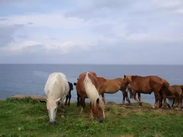 兔子岛猫岛狐狸村，日本这些地方已经被萌宠包围了