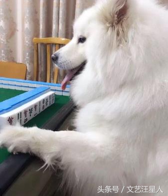 三只狗构成的麻将铁三角