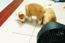 三只狗构成的麻将铁三角