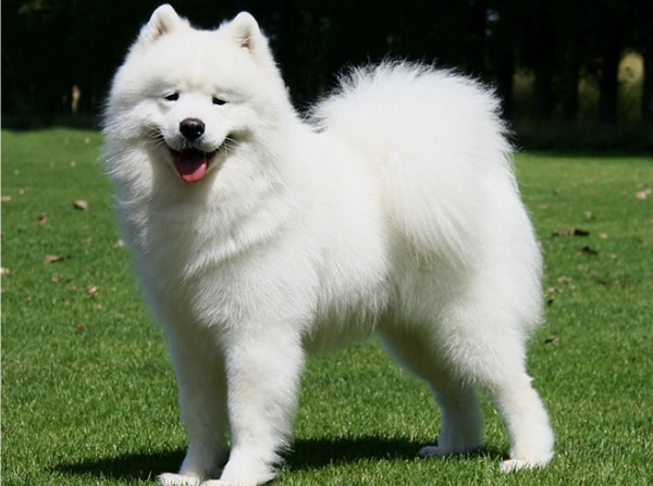 全球公认最古老的狗品种,世界上最稀有的十种狗排名