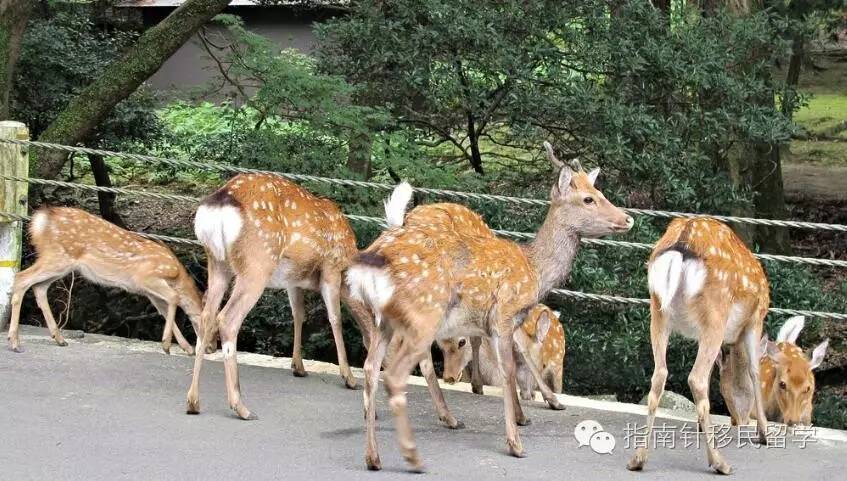 鍚勫浗鐣欏鐢熶紭鍔垮拰鍔ｅ娍,鍚勫浗鐣欏鐢熺浉浜蹭笌鐩哥埍