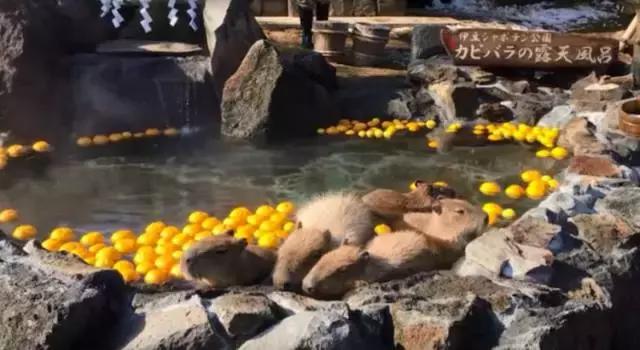 兔子岛猫岛狐狸村，日本这些地方已经被萌宠包围了