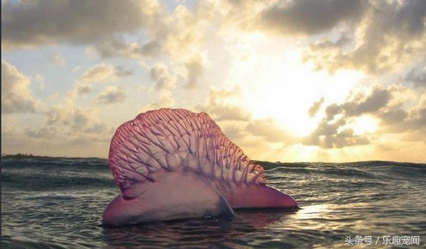 碰到飘着的气球,看到气球飞走就会有恐惧感