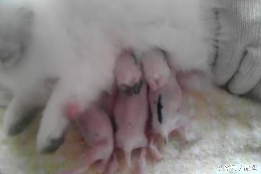 小白兔为什么刚生下来不给喝奶 (刚出生小奶兔喝奶)