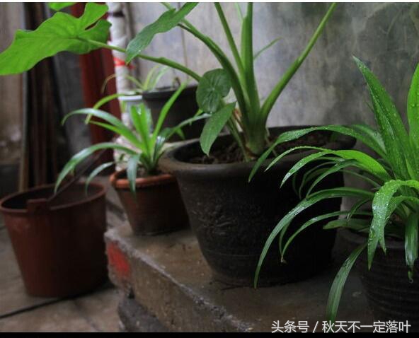 家里养开花的花有什么讲究吗,家里养哪种花最好有什么功能