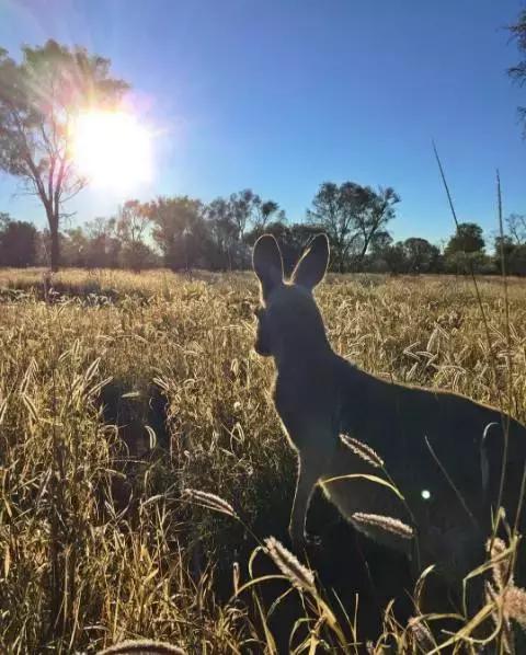 最懂得感恩的袋鼠，十年来每天拥抱救命恩人！袋鼠界的一股清流