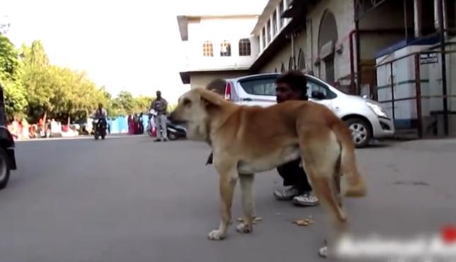 流浪狗下巴长了个肿瘤在街上晃荡,流浪狗下巴有个瘤