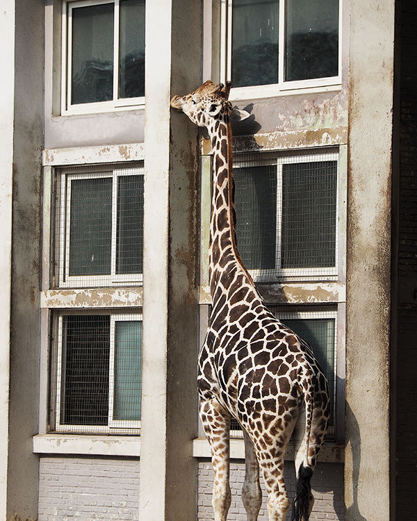 奥林巴斯e-pl8能够自拍吗,奥林巴斯epl8拍的照片