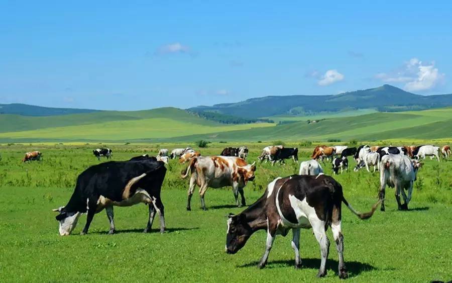 养牛大户致富模式视频,养牛行家养牛大户