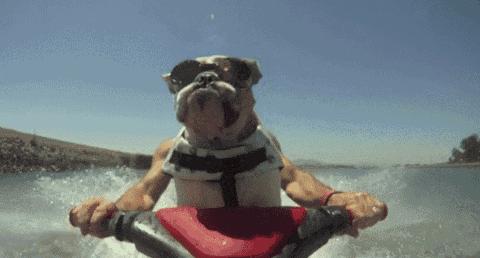 狗狗看雪需要注意什么,下雪天狗狗应该注意什么