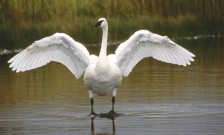 荐读｜袁玮冰：天鹅（小说）