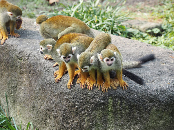 奥林巴斯e-pl8能够自拍吗,奥林巴斯epl8拍的照片