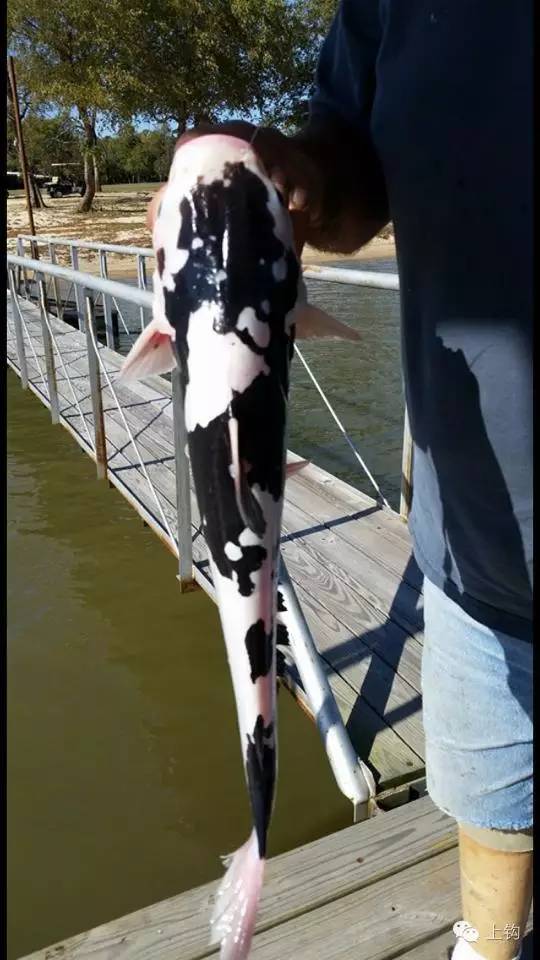 钓手钓上一条鲶鱼，网友说这是荷兰乳牛的变种
