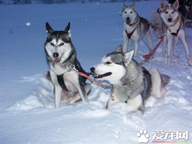 哈士奇狗粮推荐幼犬吃,哈士奇幼犬喂哪个牌子狗粮好