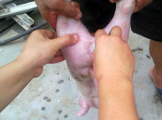 养猪场猪仔要阉吗,养猪场的猪要阉吗