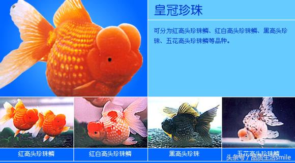 金鱼品种介绍视频大全,泰狮金鱼品种