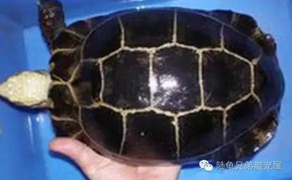 缅甸陆龟智商,缅甸陆龟政策