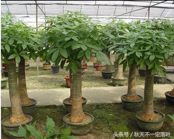 家里养开花的花有什么讲究吗,家里养哪种花最好有什么功能