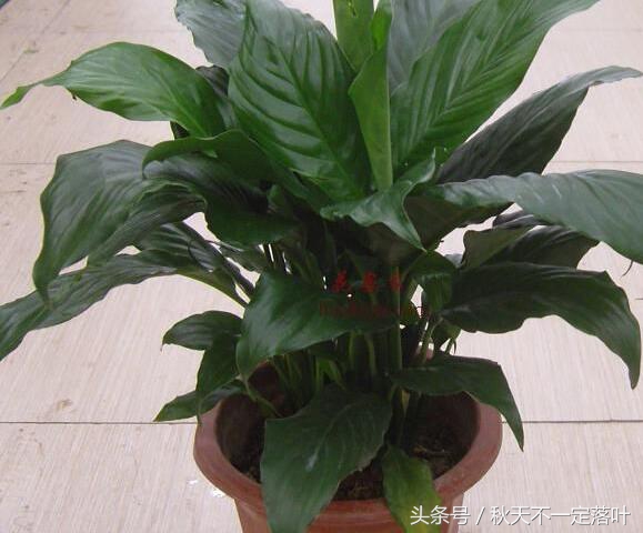 家里养开花的花有什么讲究吗,家里养哪种花最好有什么功能