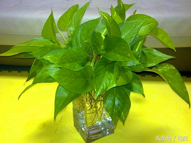 土培绿萝转水培正确方法,绿萝土培转水培的正确方法