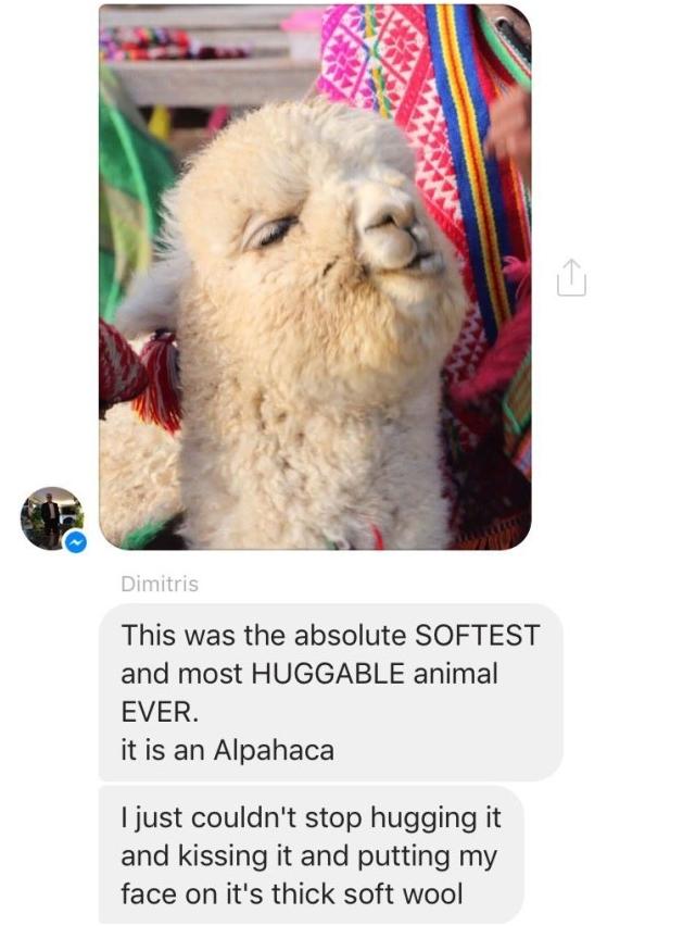 羊驼是羊和骆驼杂交的后代吗,羊驼是羊类吗