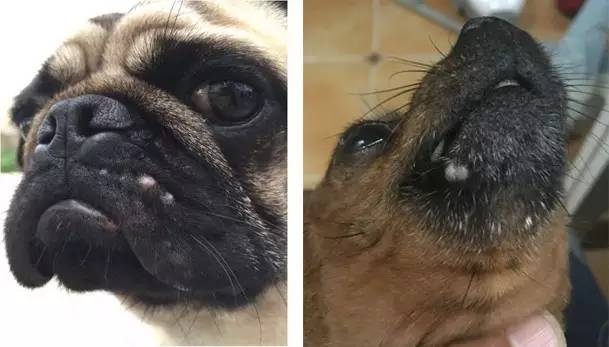 宠物狗长痘痘是怎么引起的,狗狗长痘痘有脓掉毛