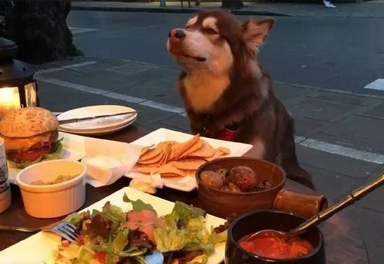 这炫富方式绝了！唐嫣LV包、权志龙天价项链都被王思聪的狗怼了