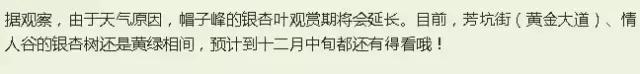 南雄看银杏值得去吗,南雄看银杏攻略