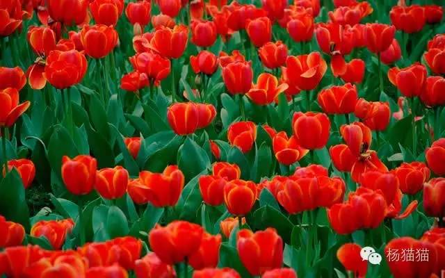 郁金香花语能够送给女朋友吗,郁金香花语寓意卡片