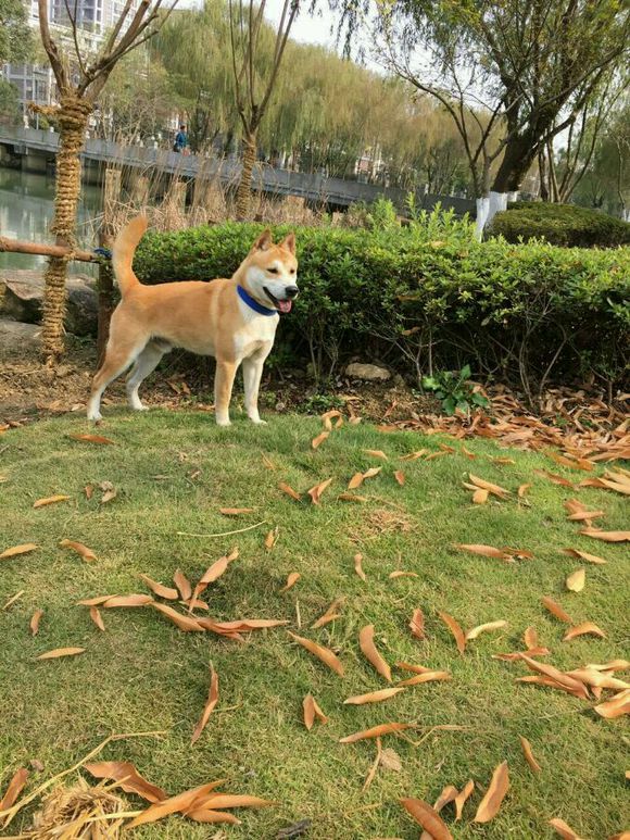 中华田园犬像日本人,农村中华田园犬和柴犬