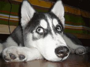 宠物狗长痘痘是怎么引起的,狗狗长痘痘有脓掉毛