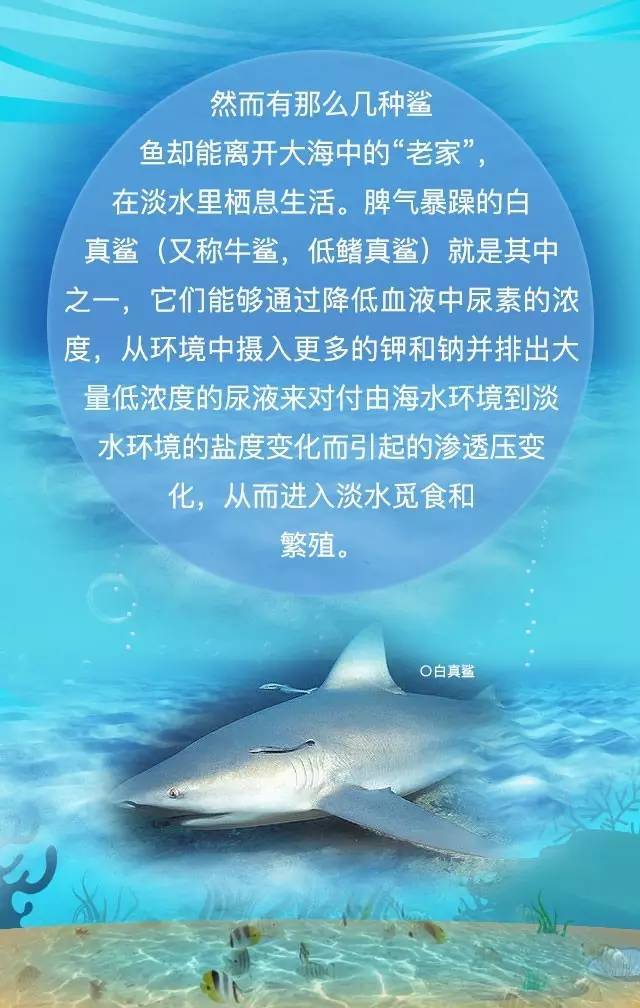 鲨鱼能够潜入海底吗,淡水鲨鱼深海鲨鱼