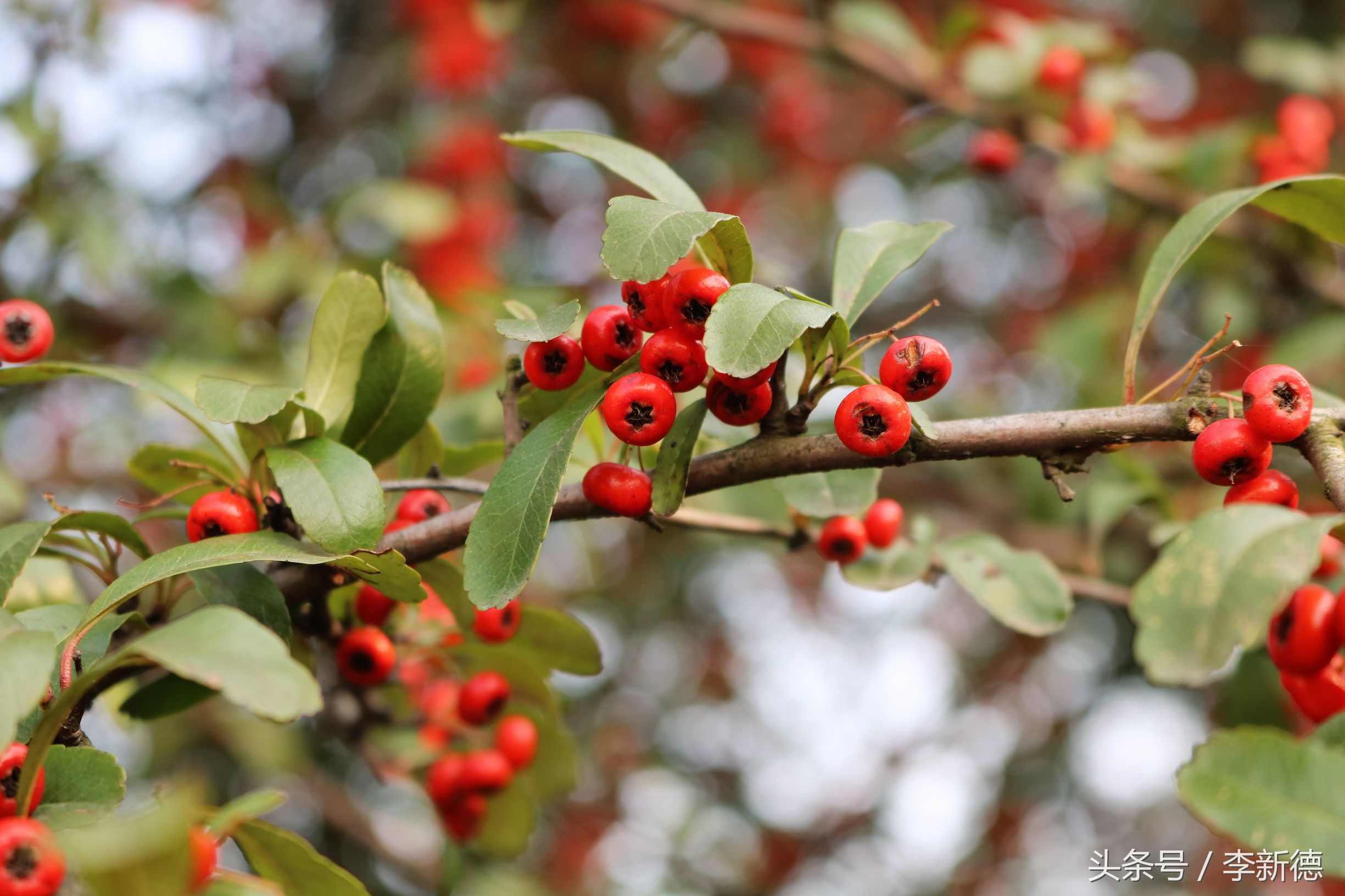 佳能18-200与腾龙16-300画质比较,佳能80d18-135跟腾龙18-200哪个好