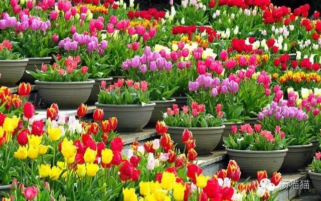 郁金香花语能够送给女朋友吗,郁金香花语寓意卡片