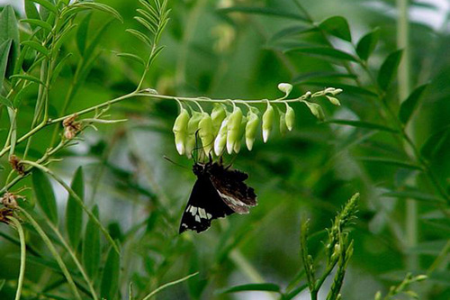 民间土方止痒的野草有哪些,田里的野草能够用来干什么