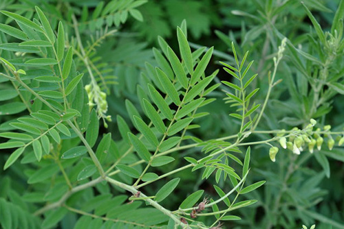 民间土方止痒的野草有哪些,田里的野草能够用来干什么