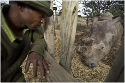犀牛角的价钱比远东*卡因可**的卖价还高