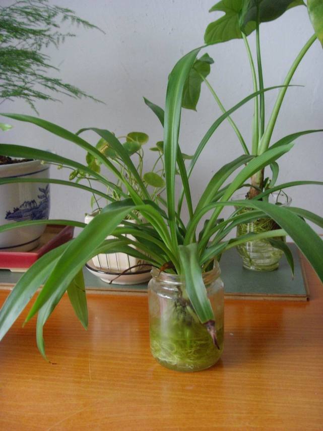 净化空气的吊兰怎么养,净化空气的吊兰怎么养殖