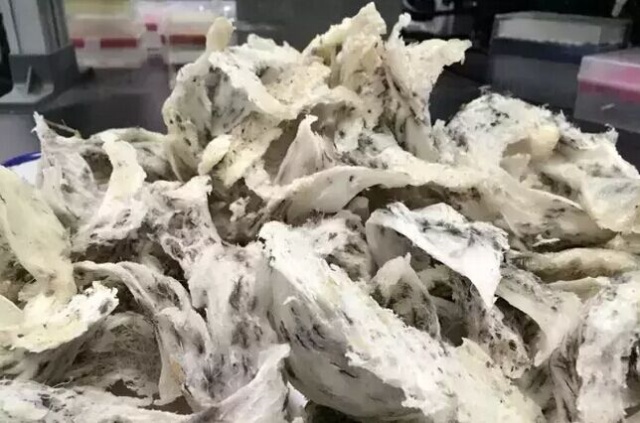 即食燕窝能够入境日本吗,花胶燕窝鲜贝海参进货渠道