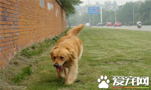 金毛寻回犬和金毛不一样吗图片,金毛为什么叫金毛寻回犬
