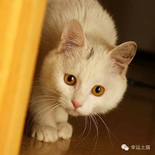 领养预告|妈妈，你在找我么-0202