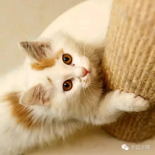 领养预告|妈妈，你在找我么-0202