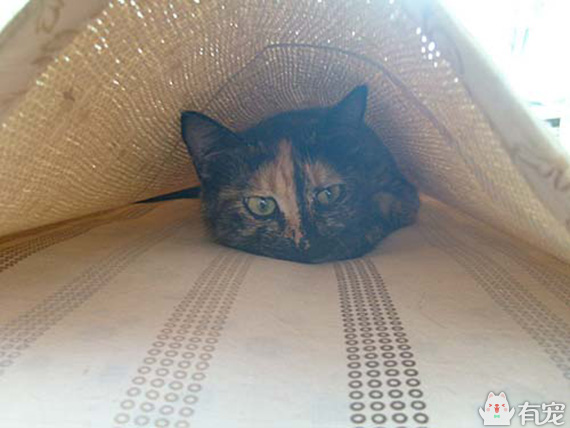 有福之人满满的幸福 (有才和有福的成长日记)