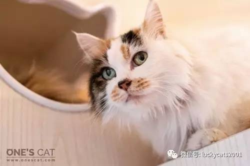 会拍猫的都是好小伙｜你说这些猫咪这么美，我说是的！