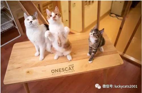 会拍猫的都是好小伙｜你说这些猫咪这么美，我说是的！