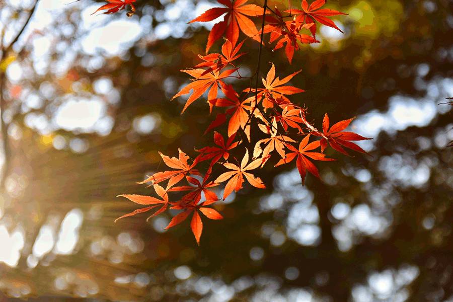 这几天千万不要来北师珠！