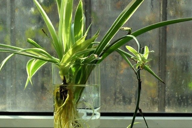 净化空气的吊兰怎么养,净化空气的吊兰怎么养殖