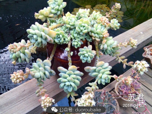 劳尔罗琦很香吗,劳尔与罗琦