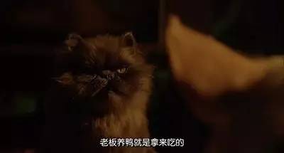 圣诞不知去哪，不如在家看这6部素食电影